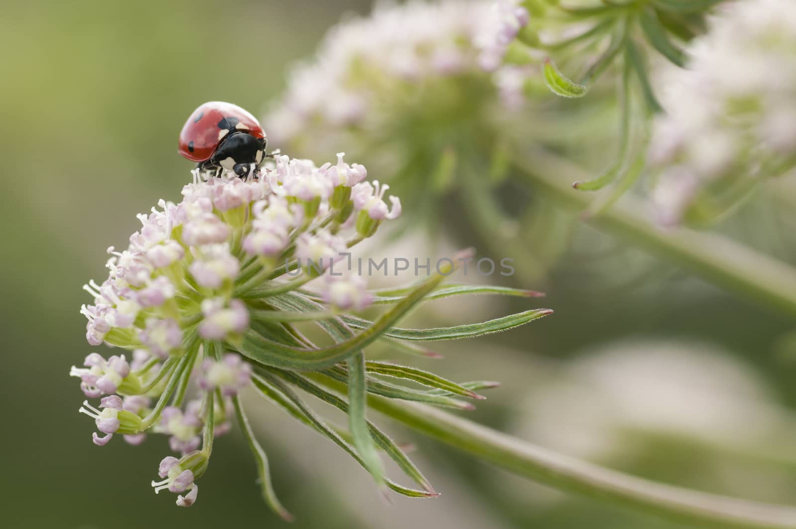 Ladybug, ladybird, Coccinella septempunctata on white flowers
