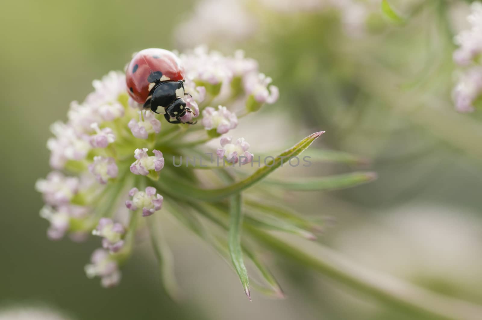 Ladybug, ladybird, Coccinella septempunctata on white flowers