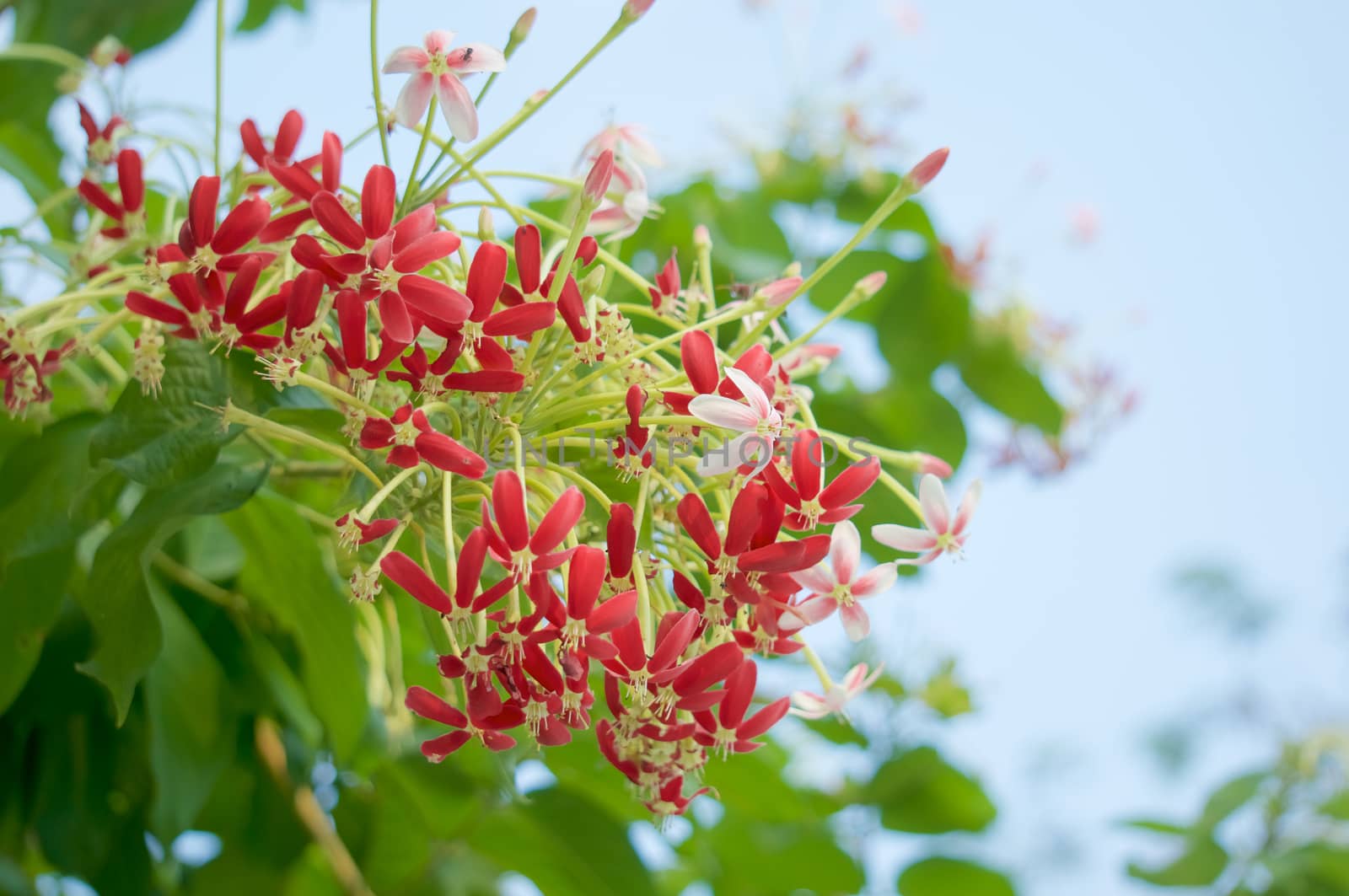 Chinese honeysuckle with green leaves with blue sky by eaglesky