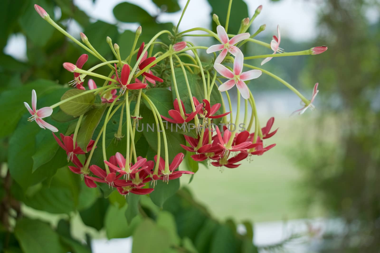 Quisqualis indica with green lawn as background by eaglesky