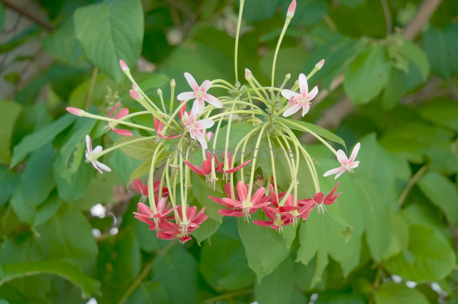 Rangoon Creeper with green leaves as background by eaglesky