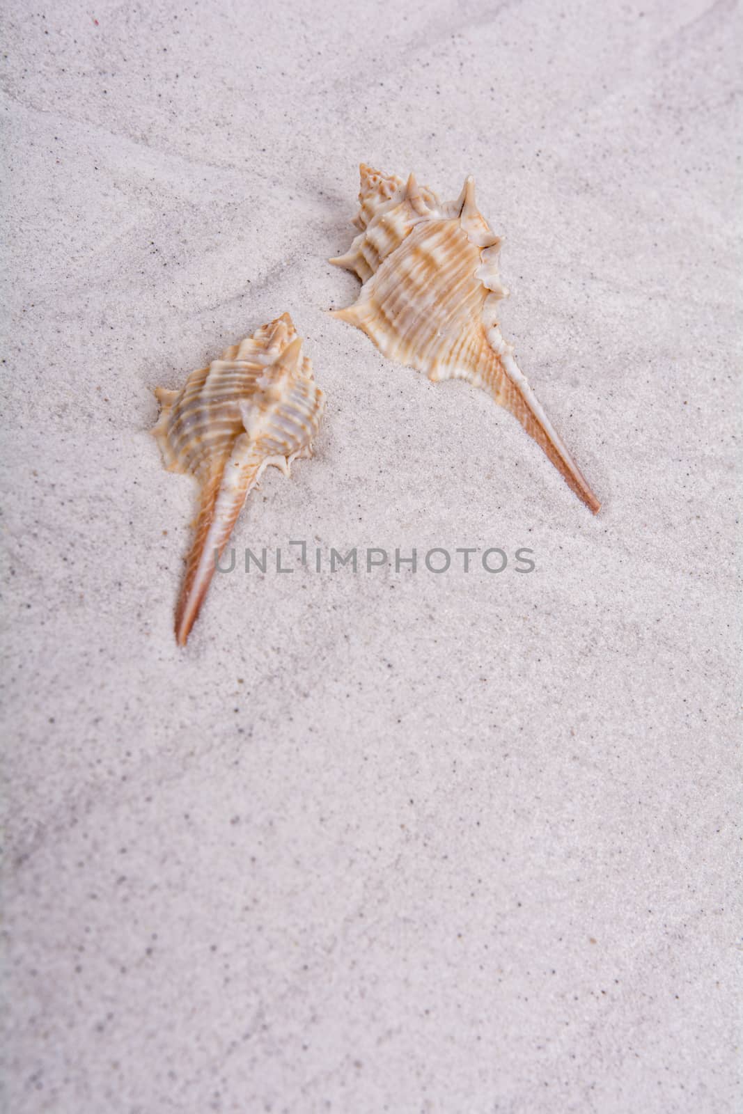 Two shells on a grey sand background