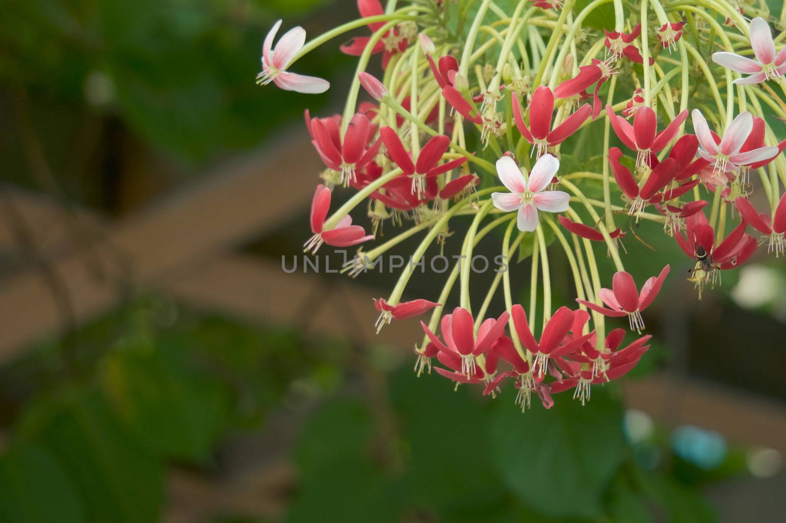 Quisqualis indica or Rangoon Creeper have pink and red flower with green leaves have wooden frame as background.