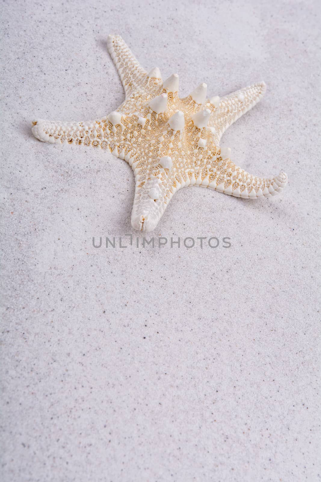 White starfish on a grey sand background
