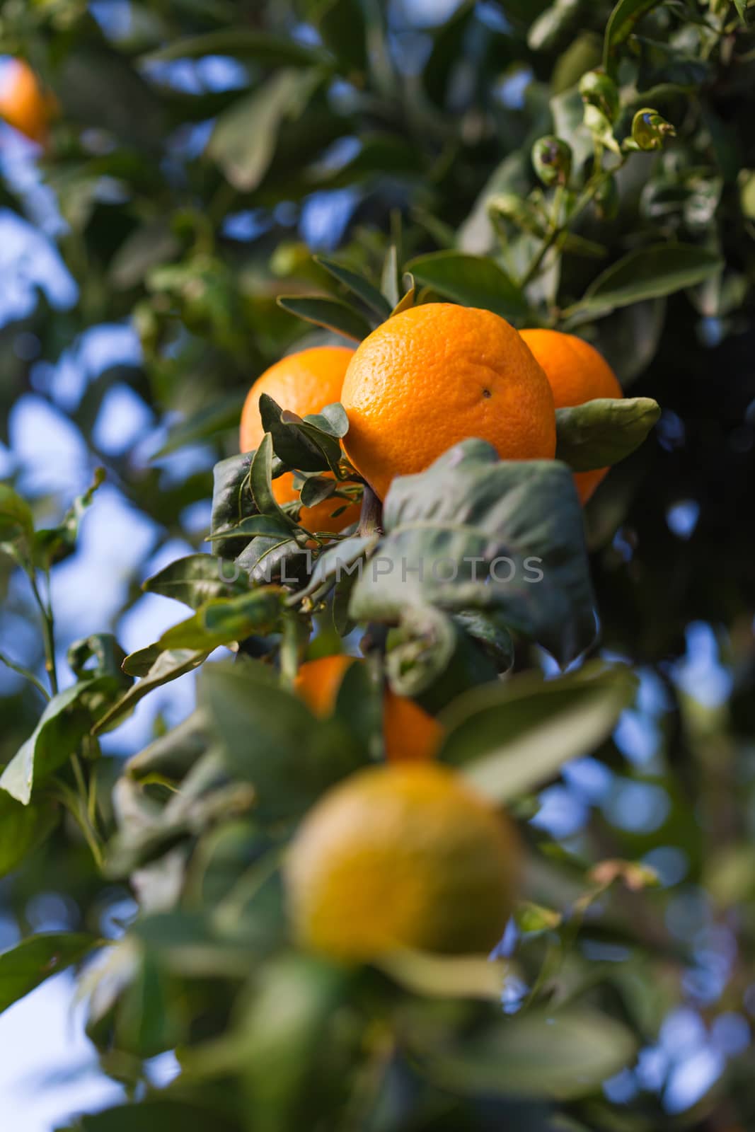 tangerines growing on a tree in the garden