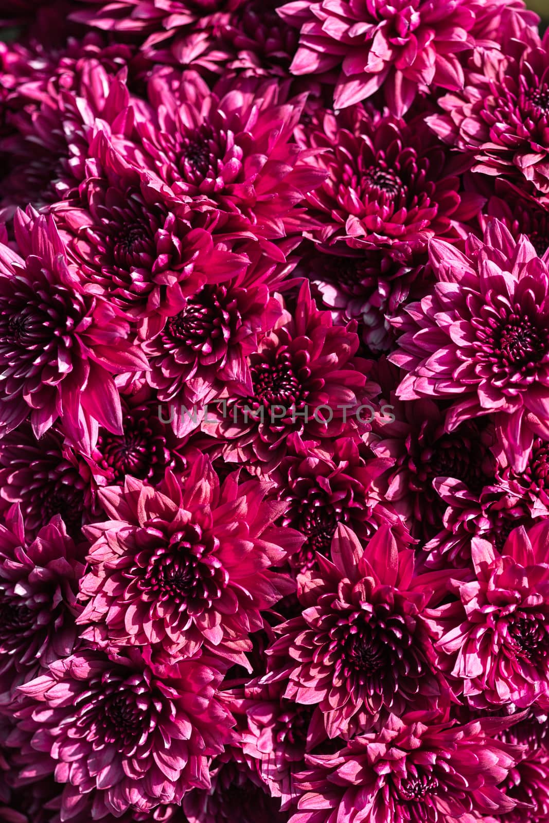 background with flowers of pink chrysanthemums close-up
