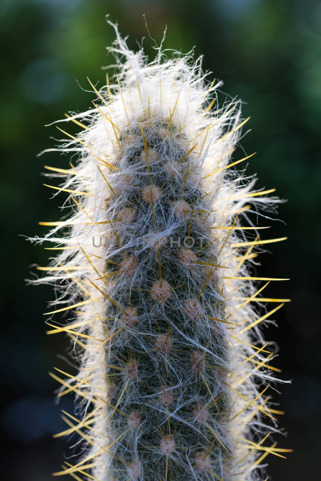 cactus dry thorns growing in a pot closeup