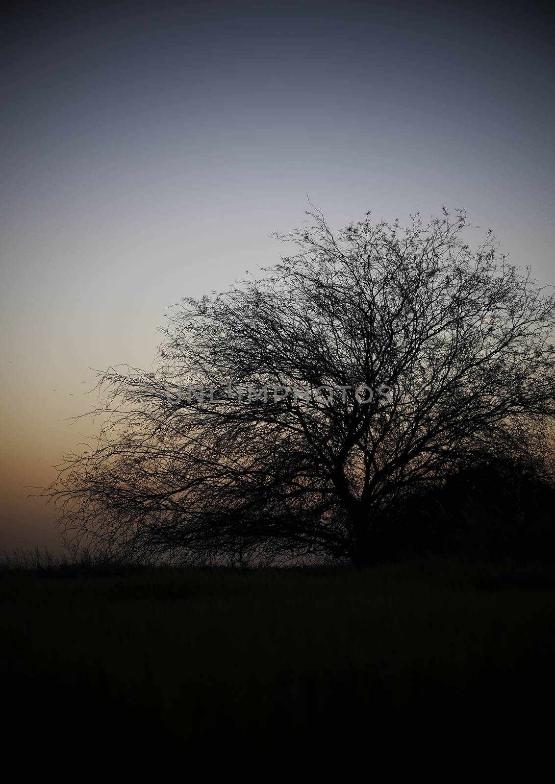 the rural landscape big tree at sunset