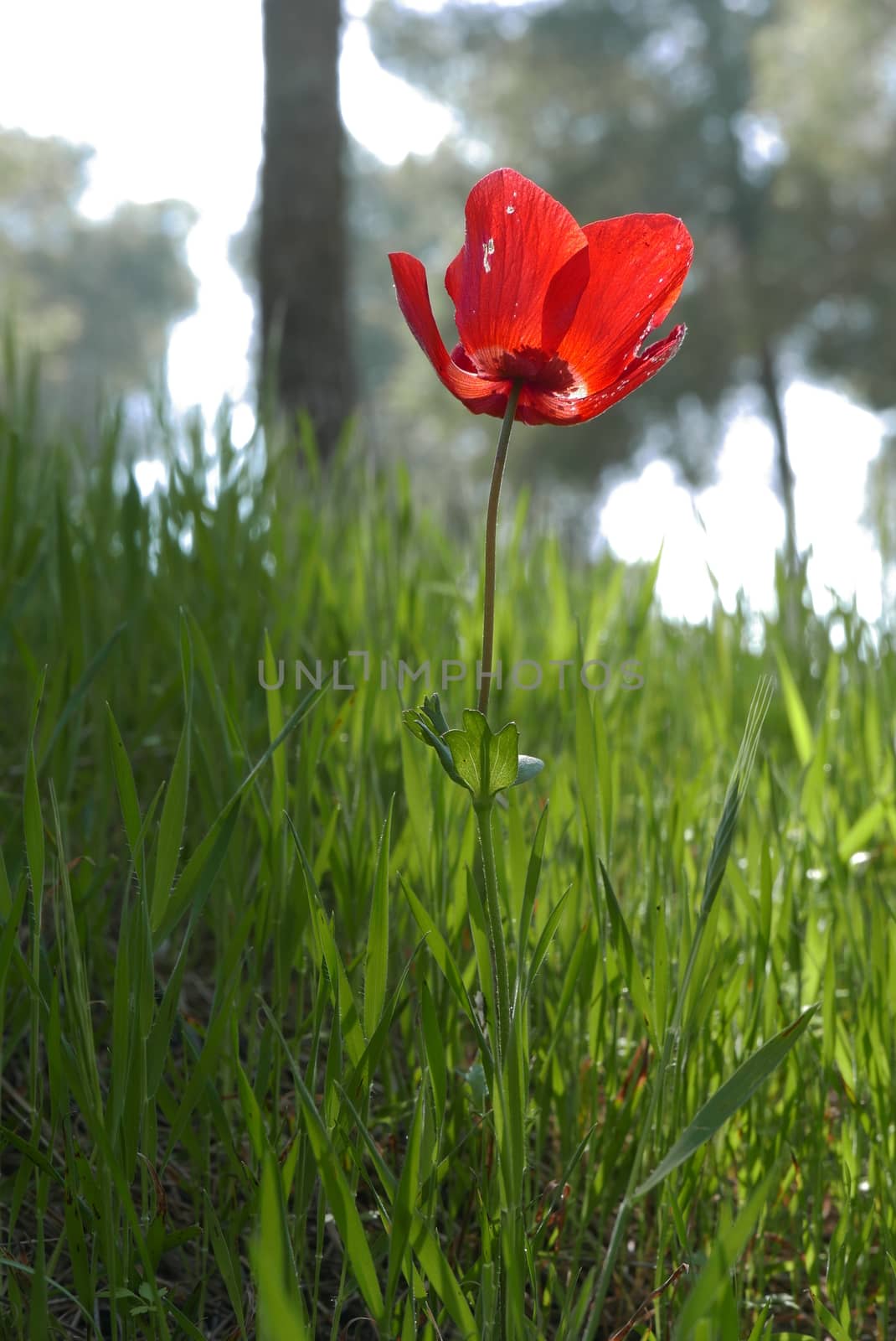 blossoming red flower on a background green grass
