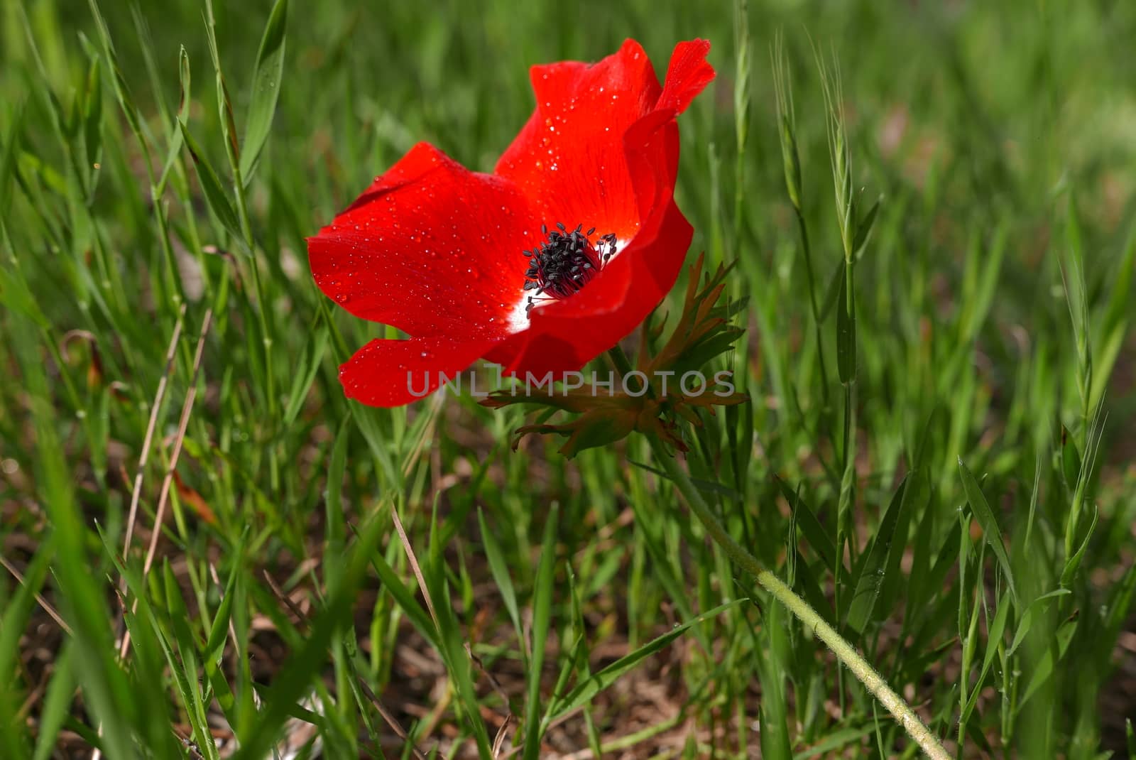 blossoming red flower on a background green grass