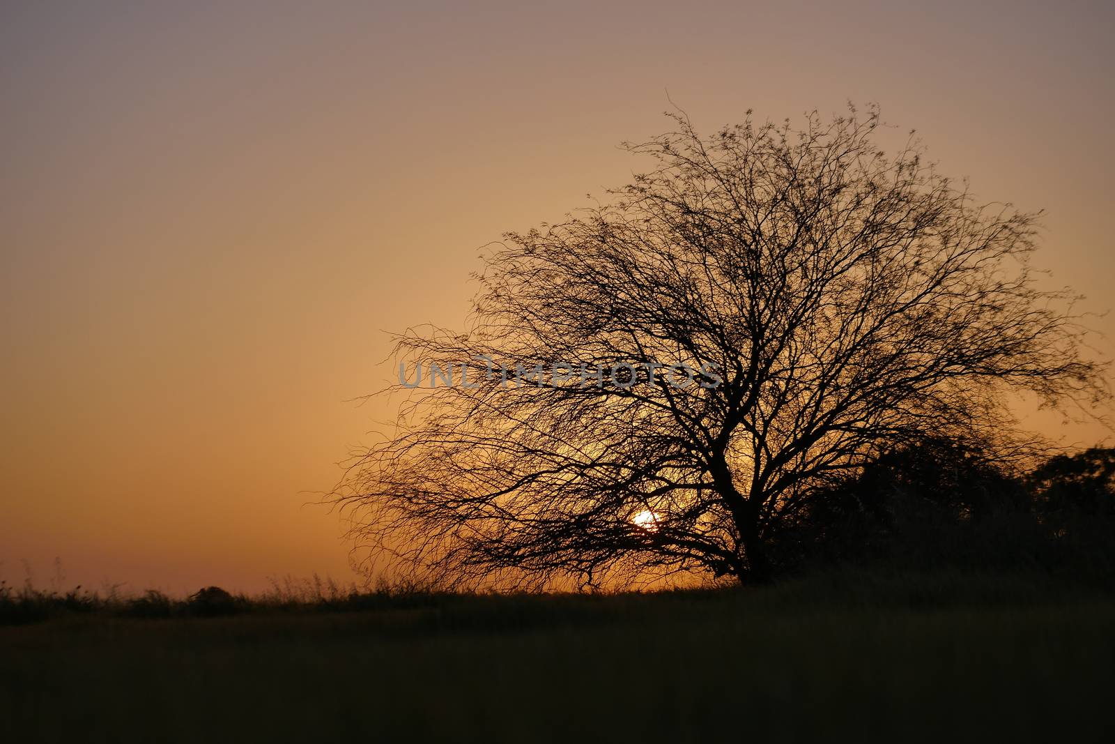 the rural landscape big tree at sunset