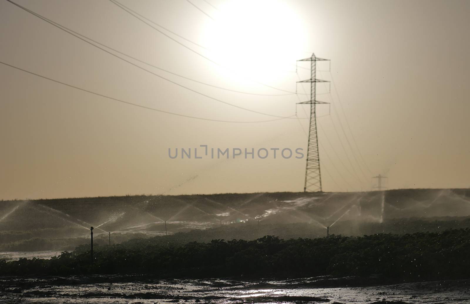 agricultural field with the watering irrigation system