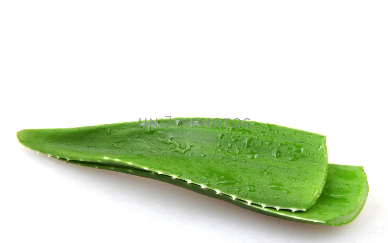 aloe vera by nenov