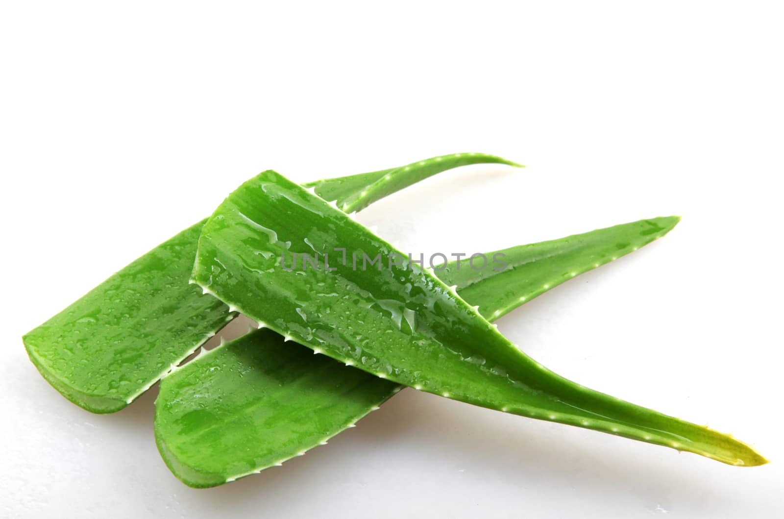 aloe vera