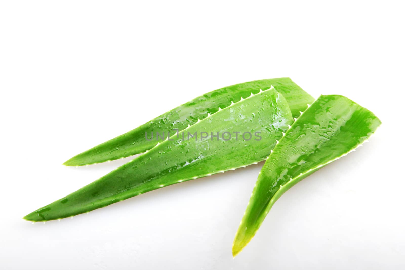 aloe vera by nenov