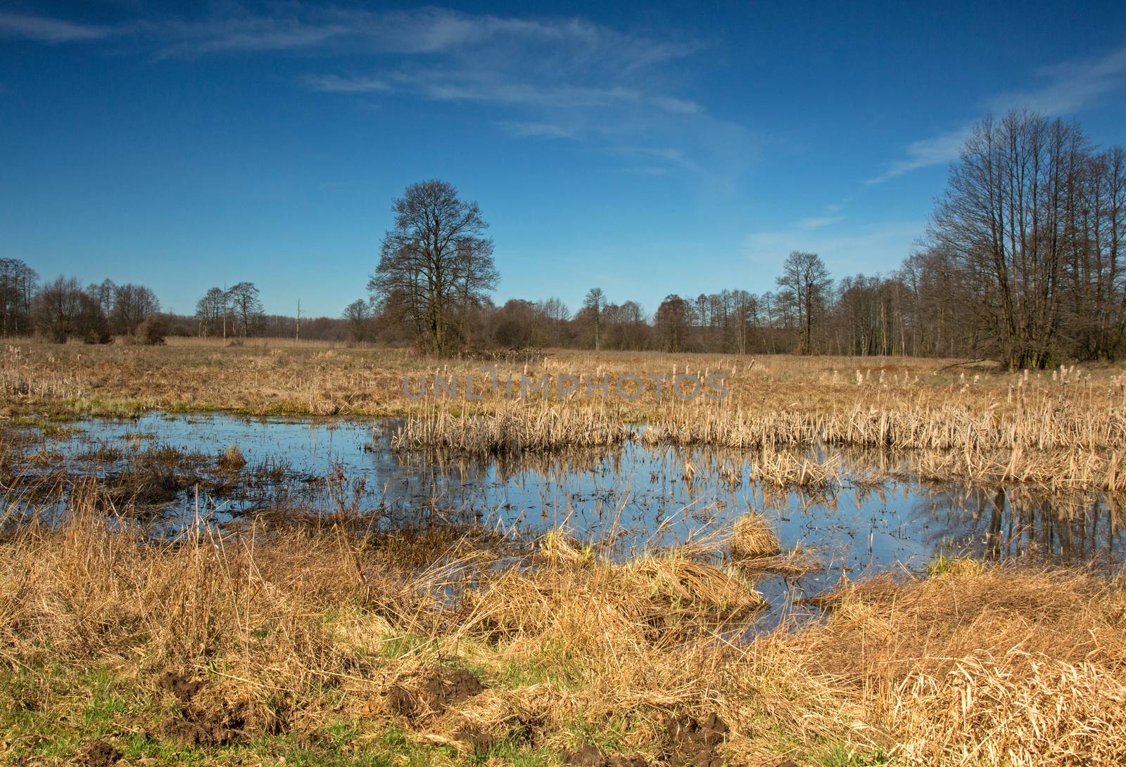 Poland in April.Spring flood in the meadows near Narew river ,beginning of April. Horizontal view.