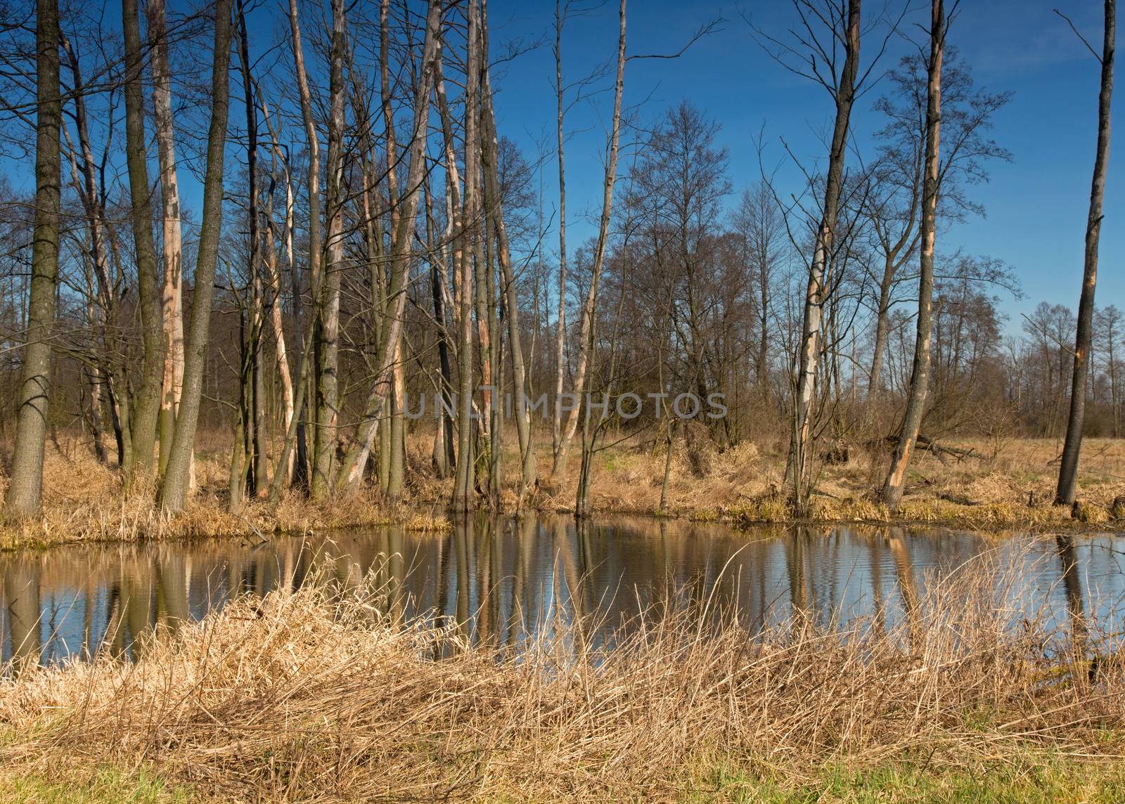 Poland,field pond and woodlots in early spring,beginning of April ,,landscape. Horizontal view.