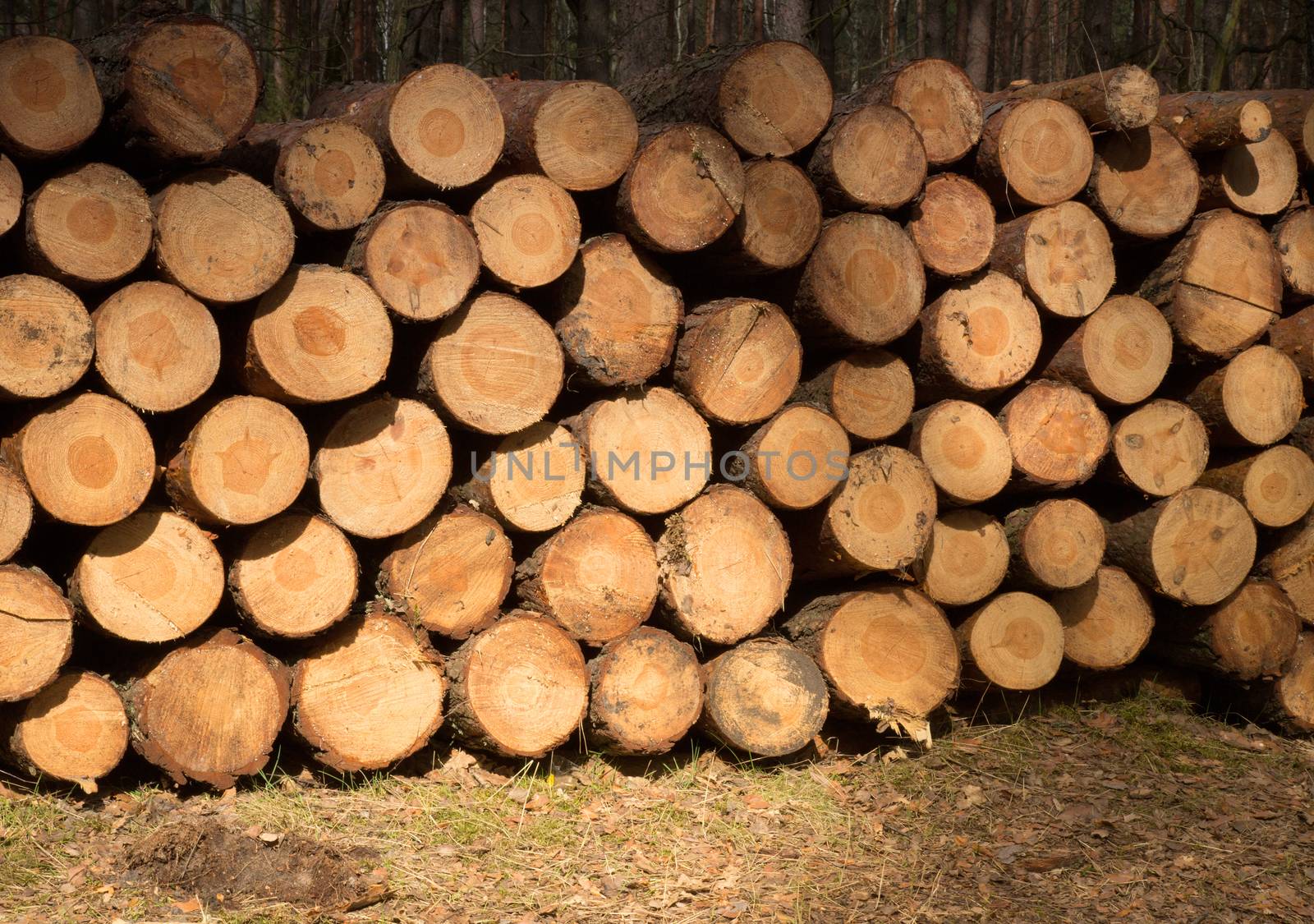 Poland, Kampinos National Park,Cut and stacked pine trunks
Horizontal view.