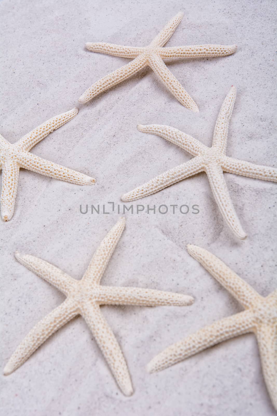 White starfishes on grey sand background