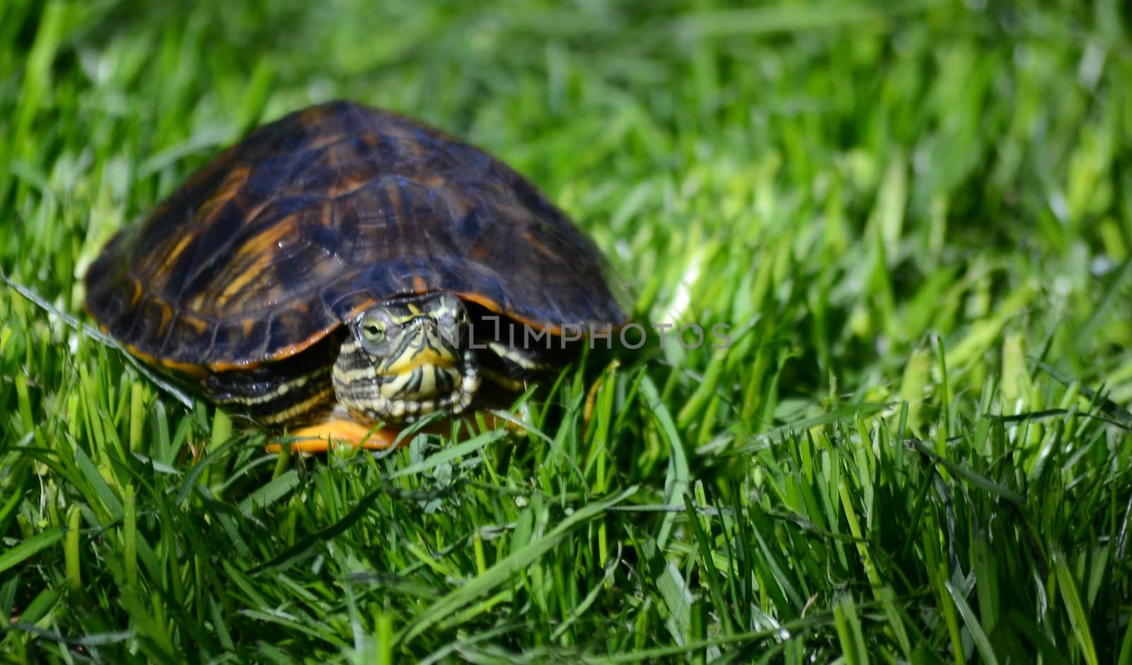 Turtle in the green grass by eopritescu