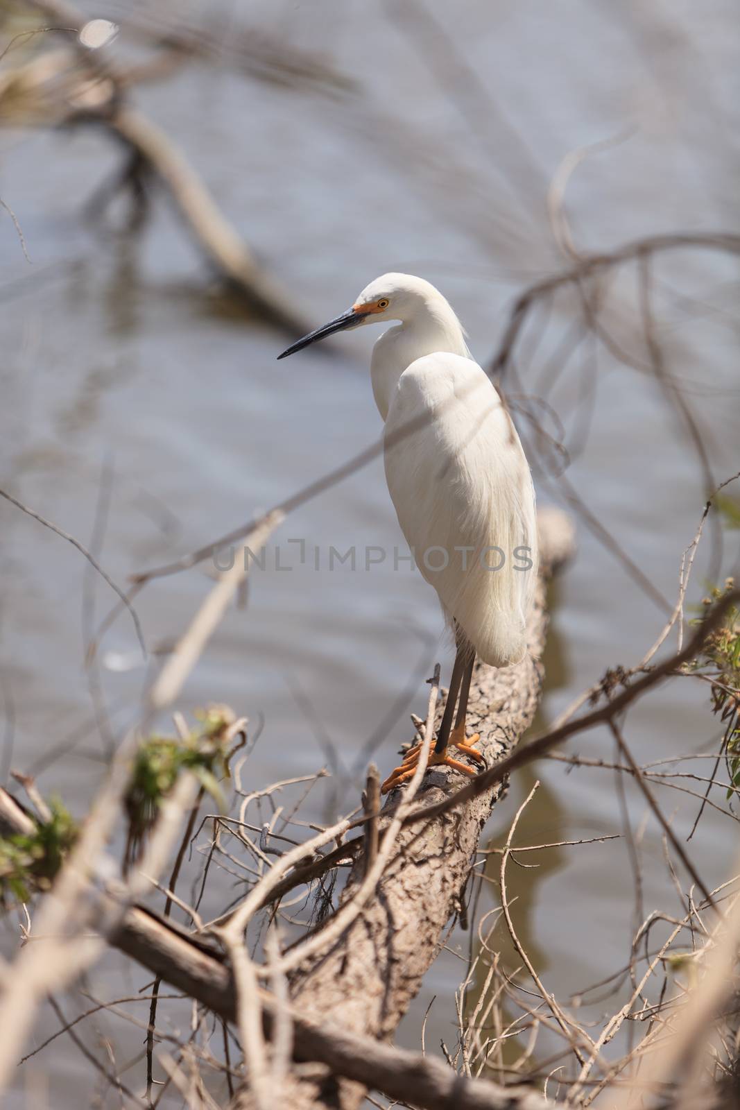 Snowy Egret, Egretta thula, bird forages in a marsh in Huntington Beach, Southern California, United States