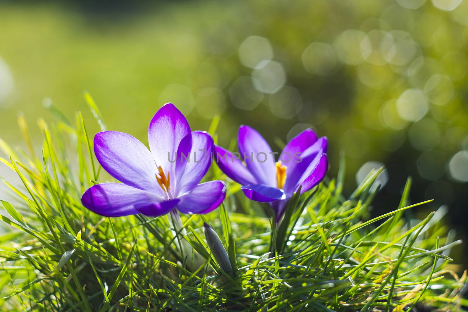 crocus - one of the first spring flowers by miradrozdowski