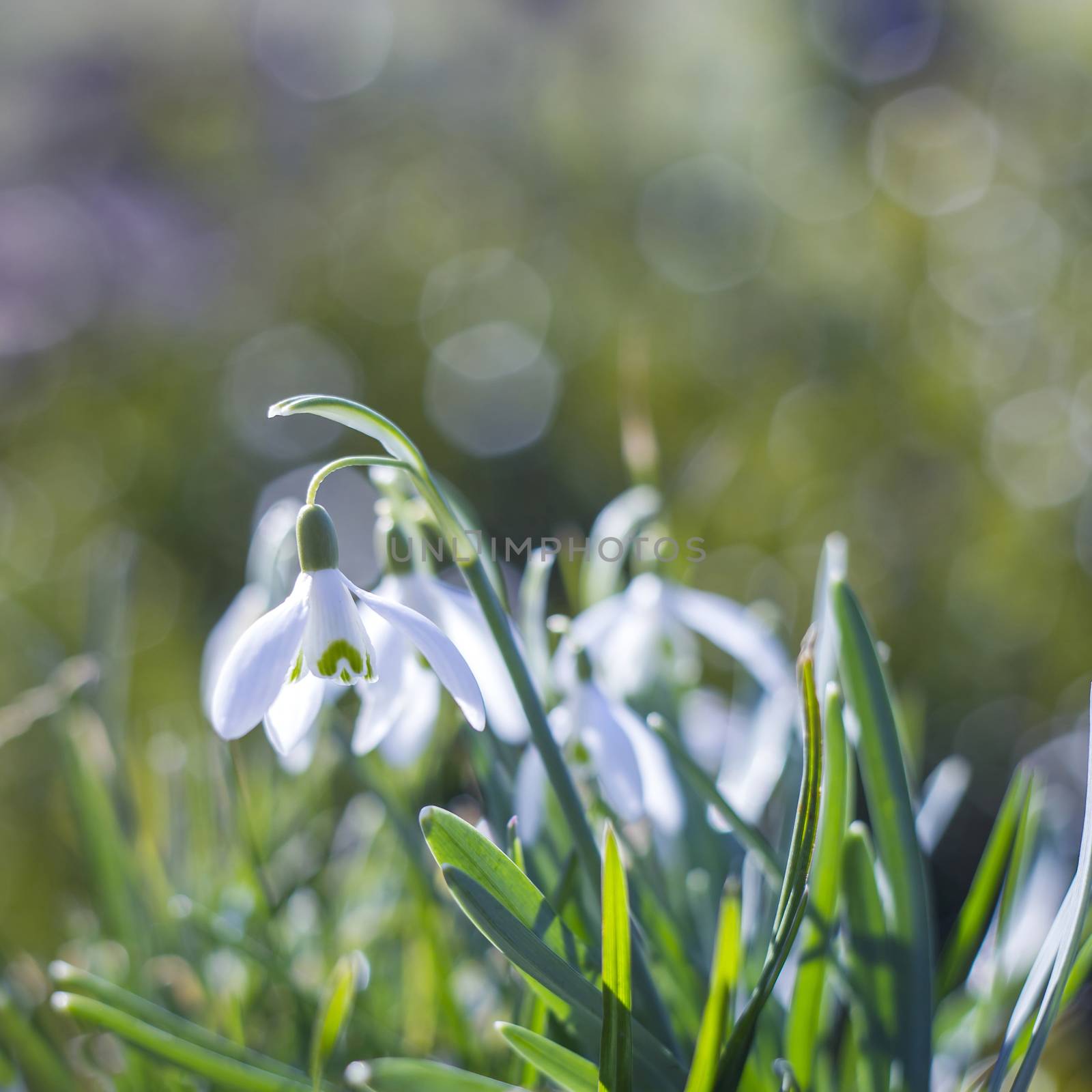 snowdrop - one of the first spring flowers