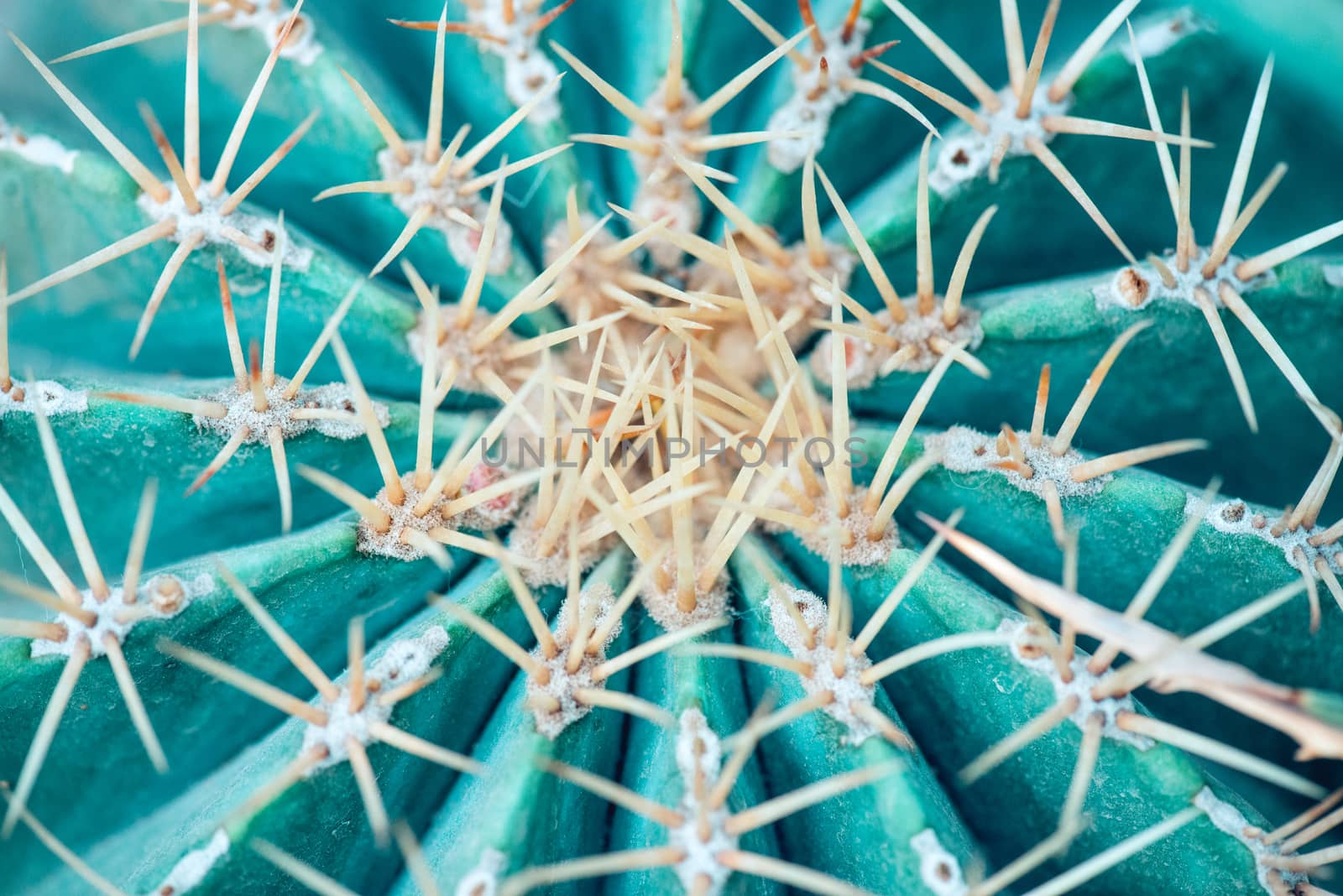 Cose up of globe shaped cactus with long thorns.  Top view