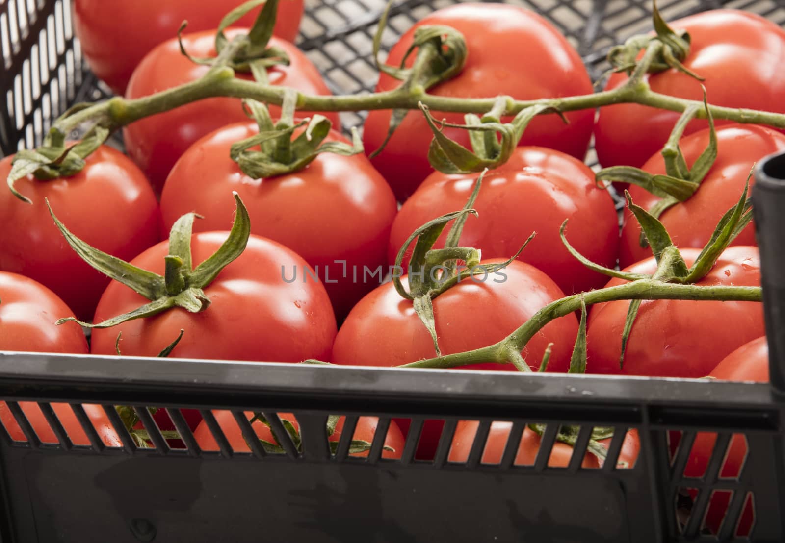 photo of very fresh tomatoes presented on white background by senkaya