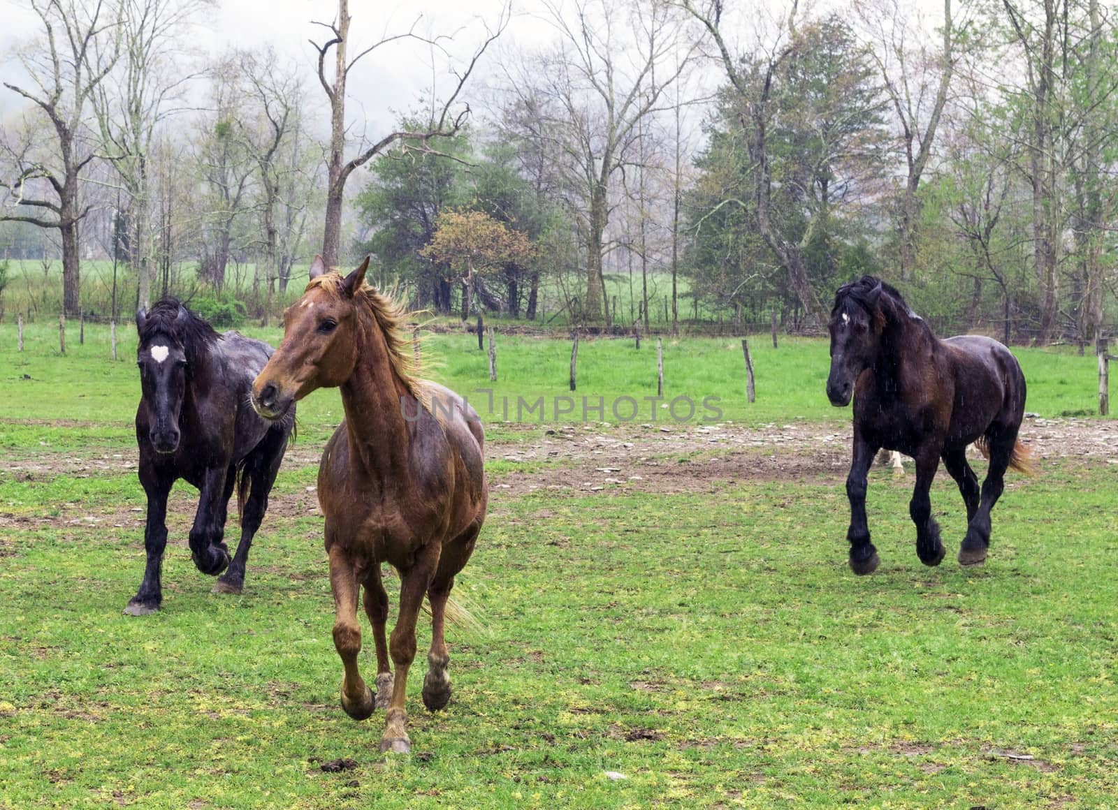 Beautiful horses running on a rainy misty morning