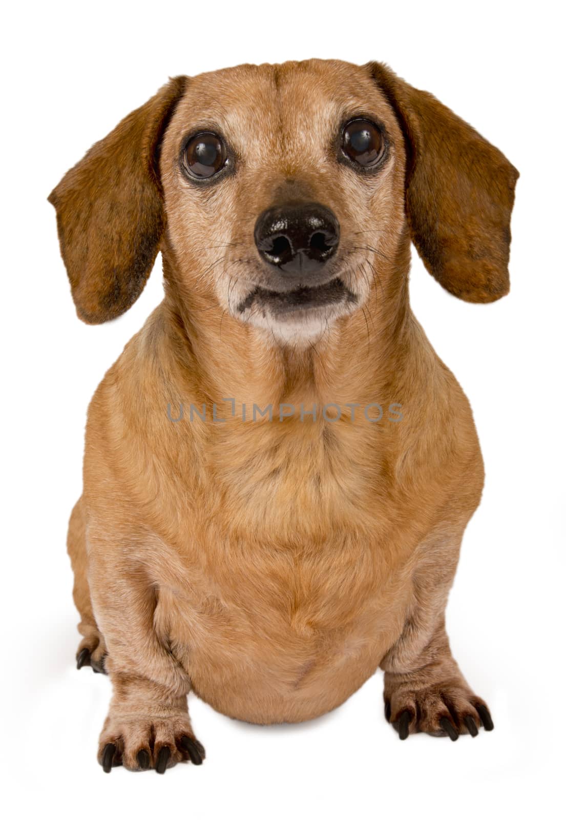Dachshund looking forward isolated on white.