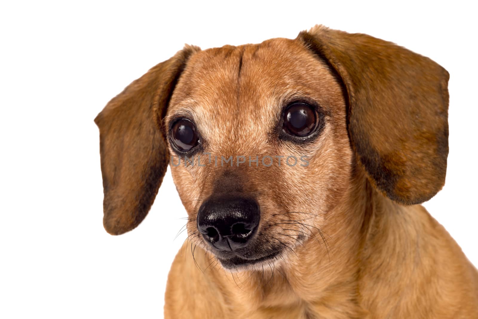 Cute little dachshund dog looking over at something.