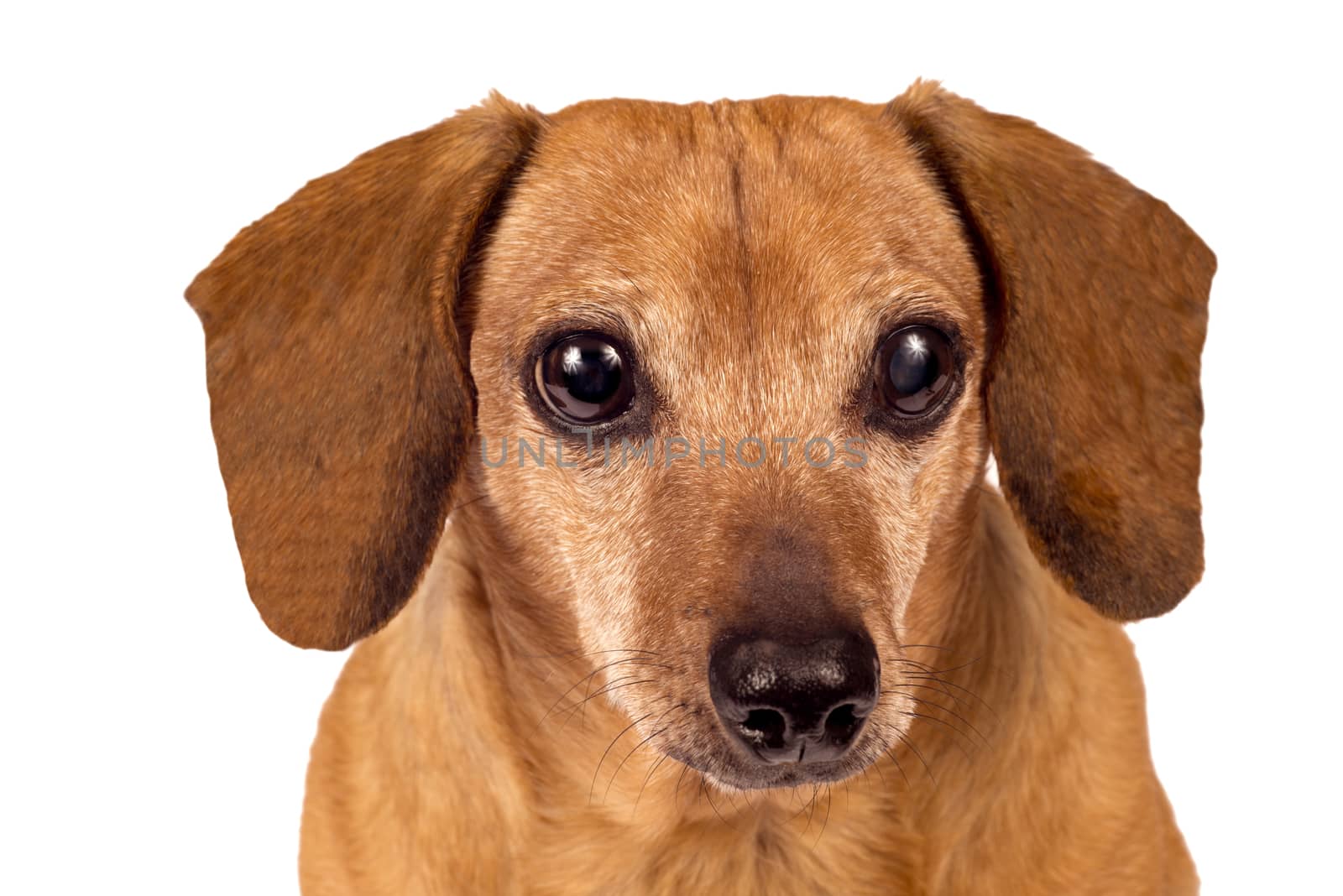 Close up of cute little dachshund looking over at something.