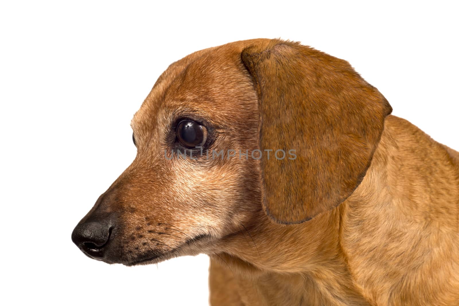 Dachshund dog looking very curiously at something.  Isolated on white.