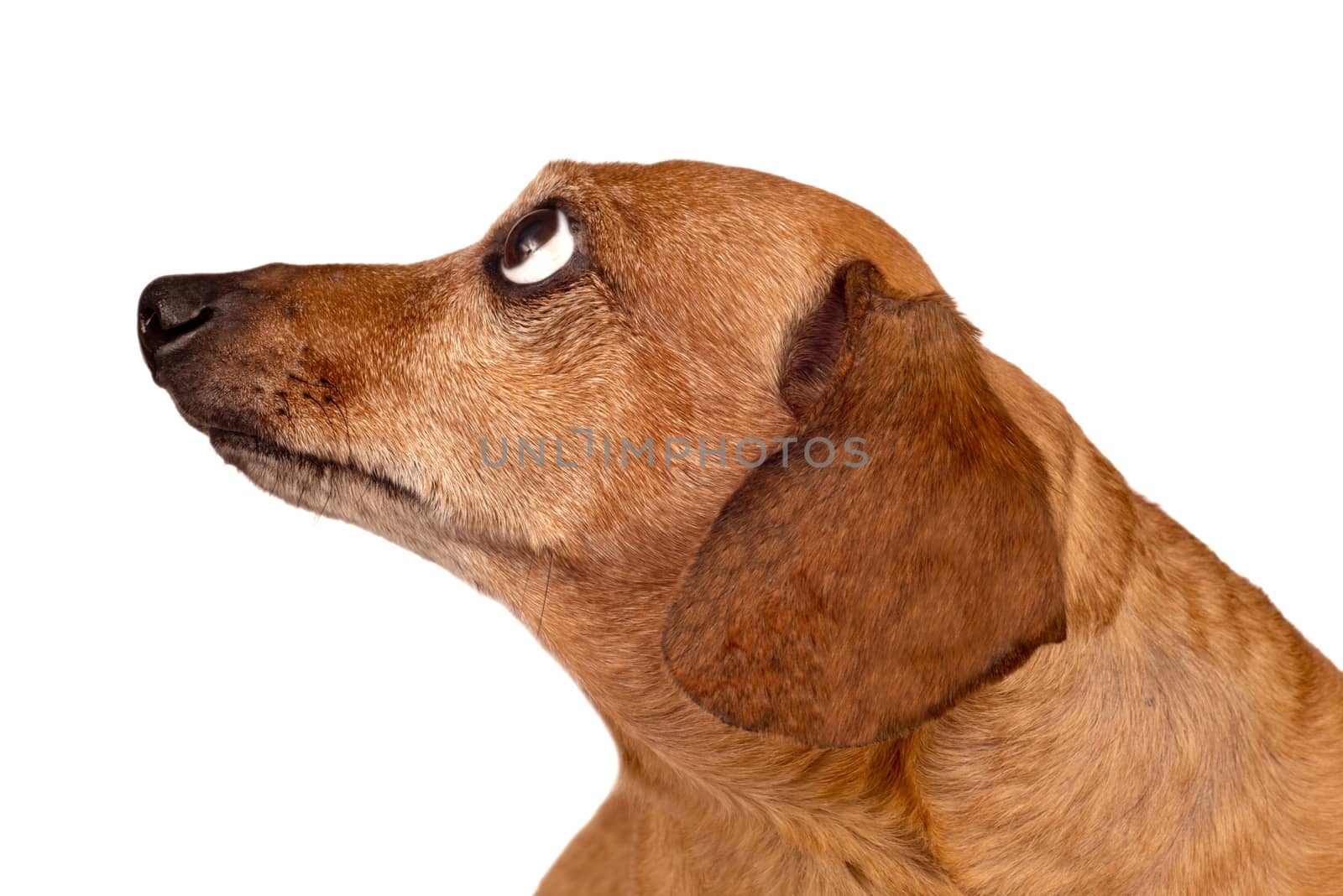 Close up of dachshund dog looking up.  Isolated on white.