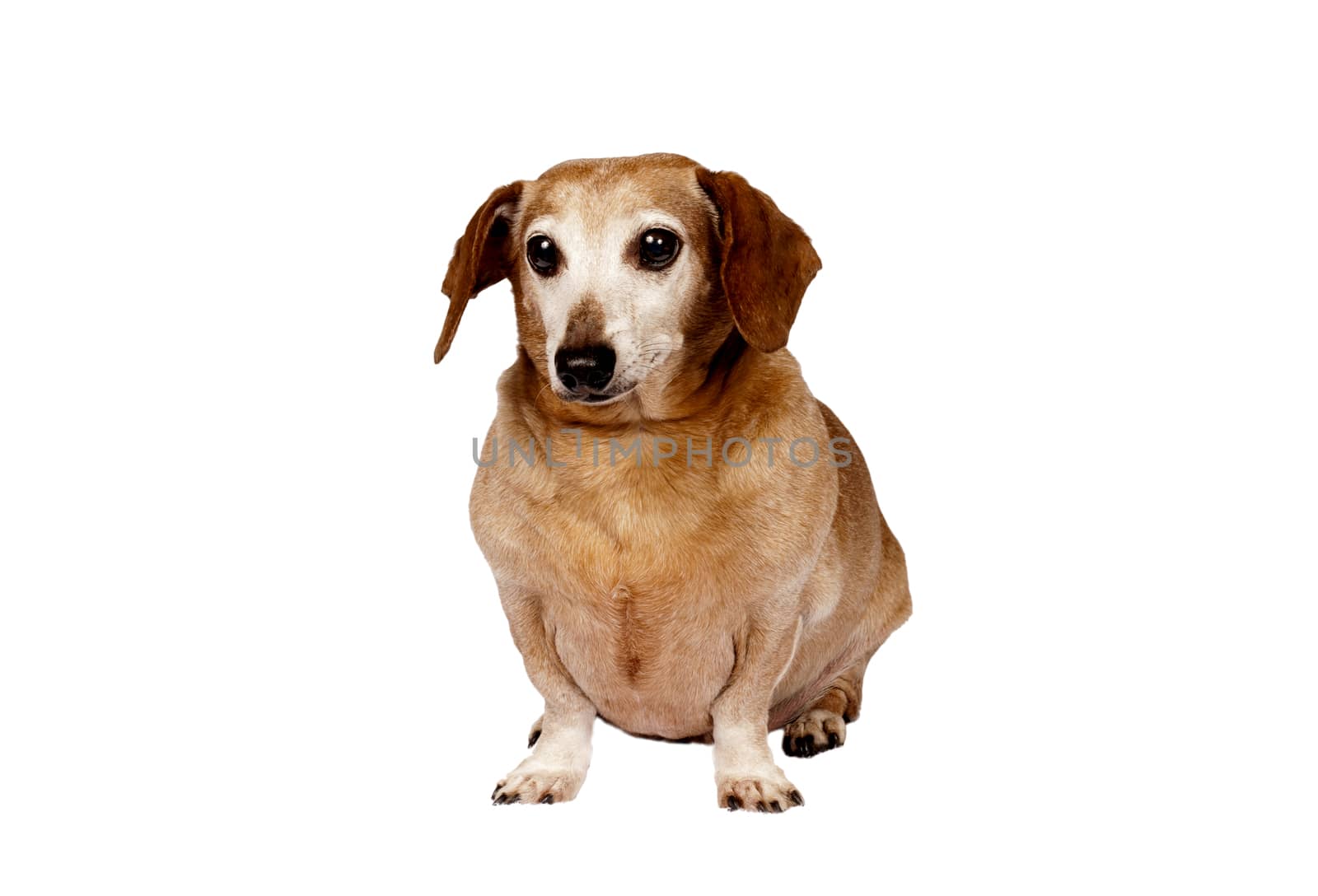 Older dachshund dog sitting down and looking forward.  Isolated on white