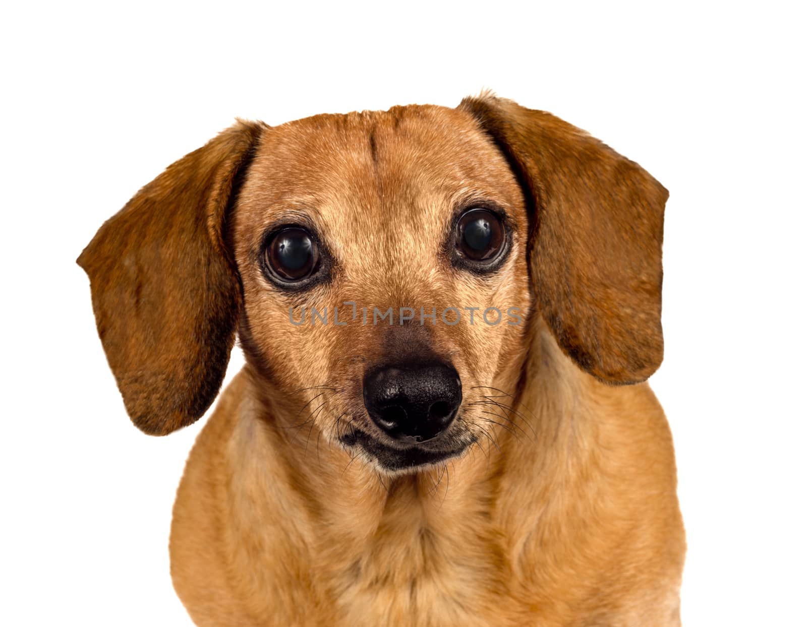 Close up of dachshund dog looking at camera.  Isolated on white.