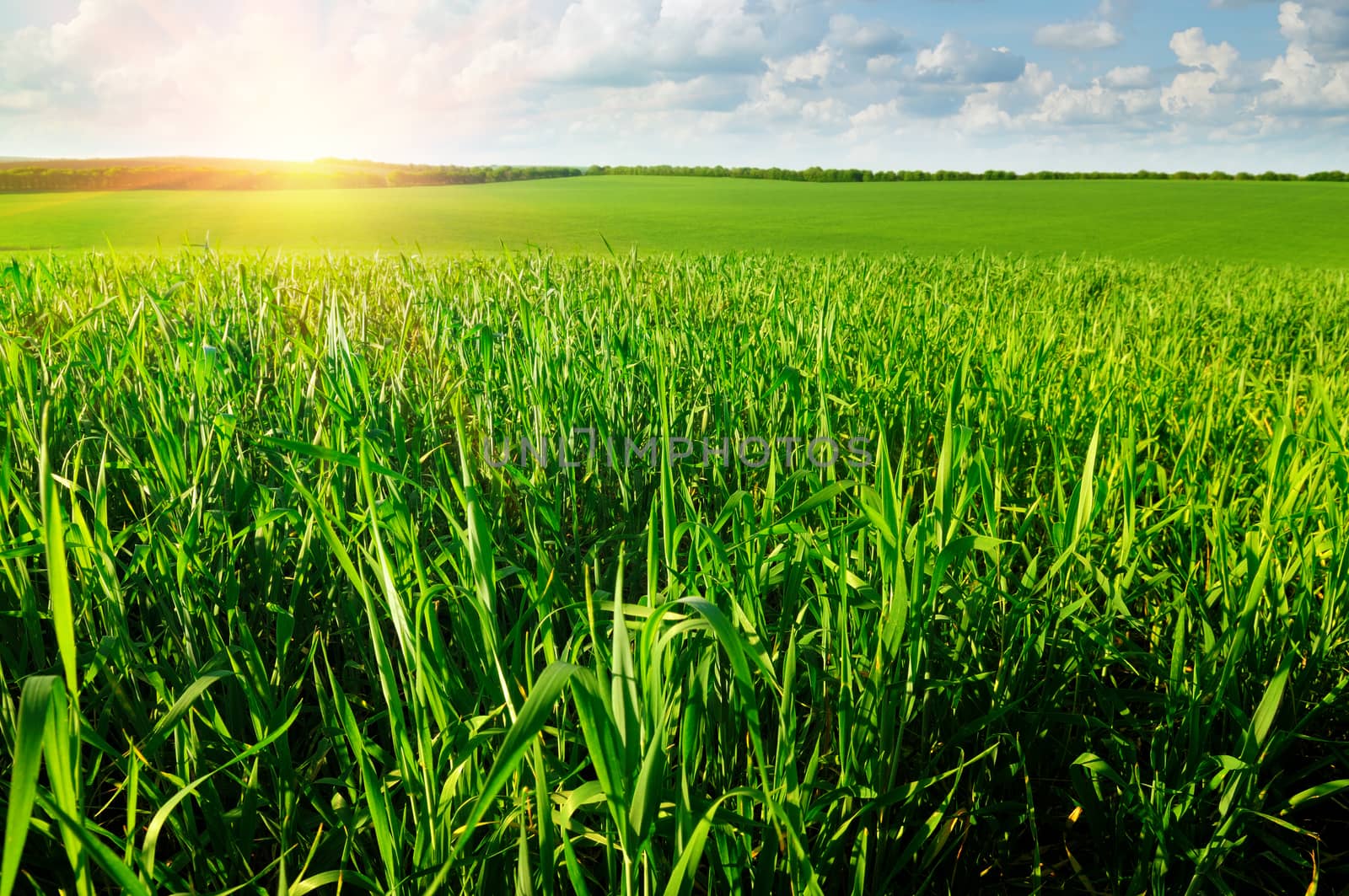 Beautiful sunset on a spring field