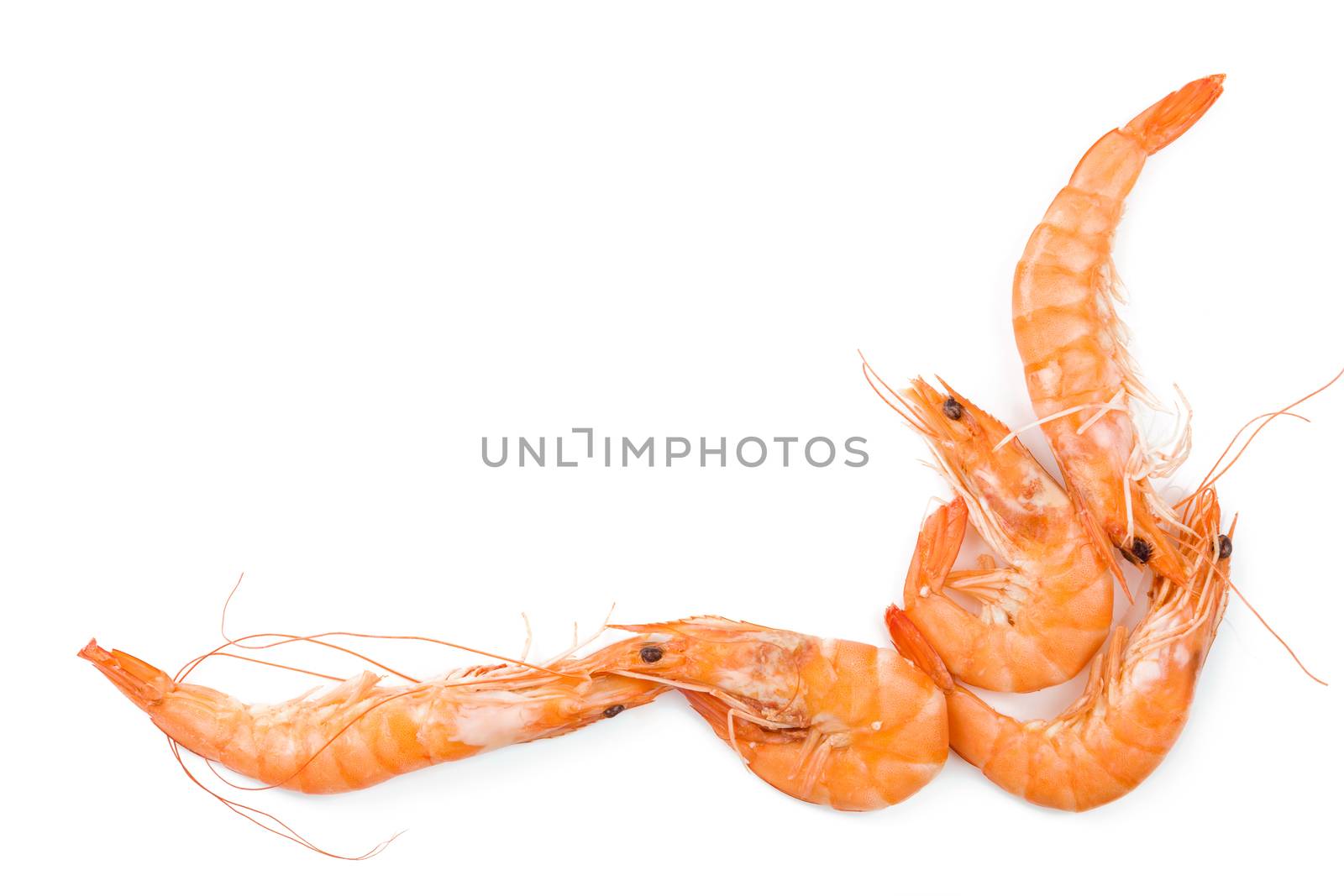 Shrimp background with copyspace. Fresh shrimp on white background top view.