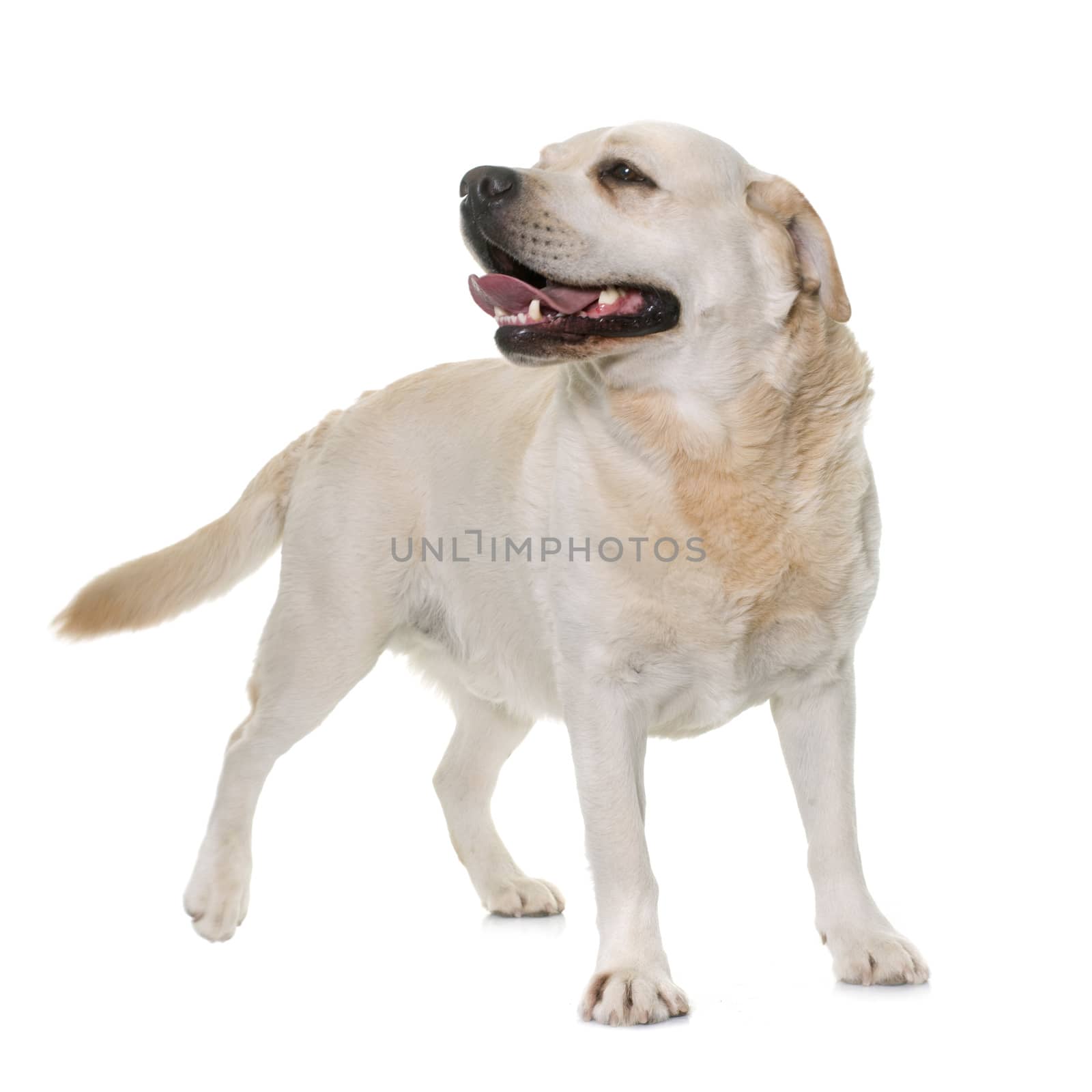 male labrador retriever in front of white background