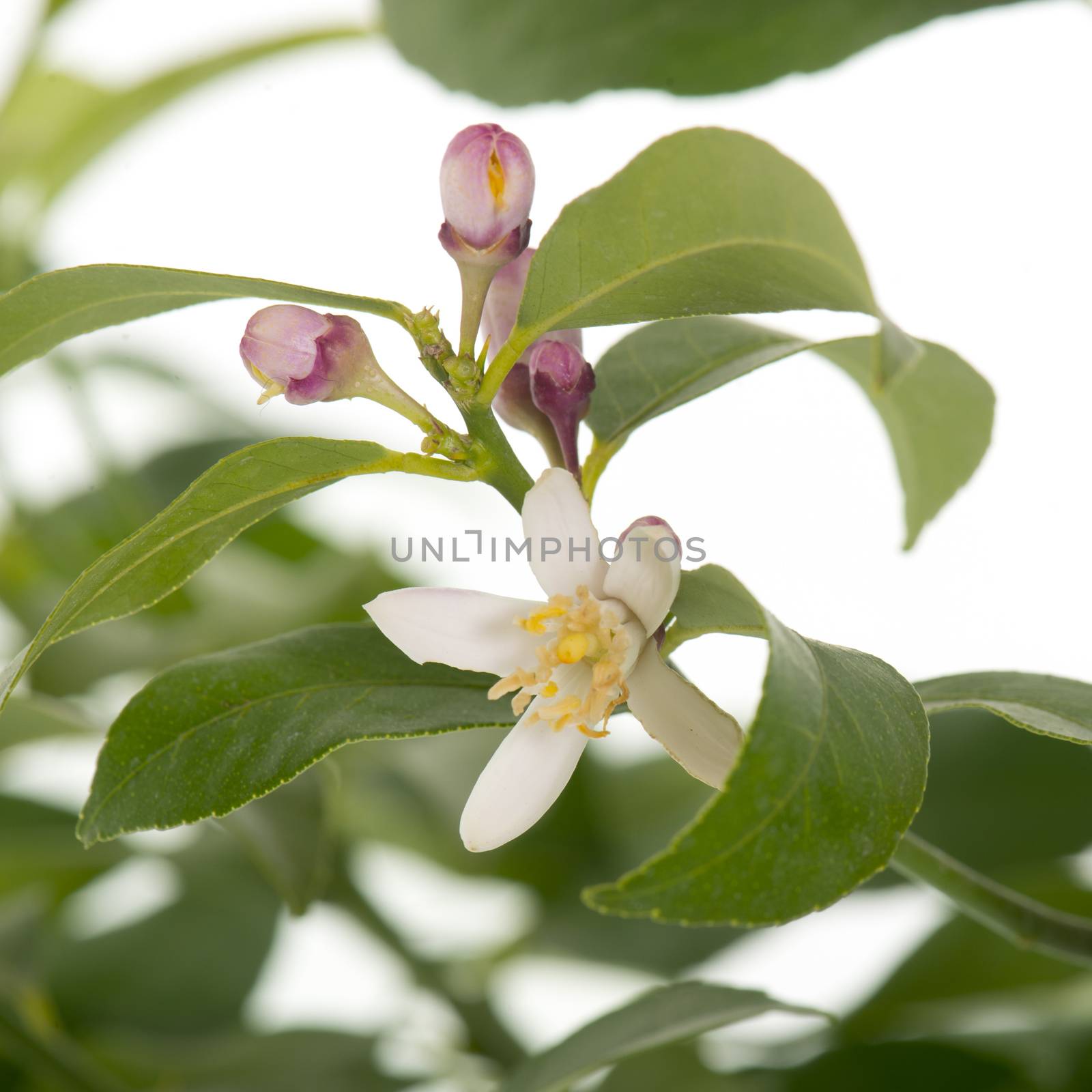 flower of lemon tree by cynoclub