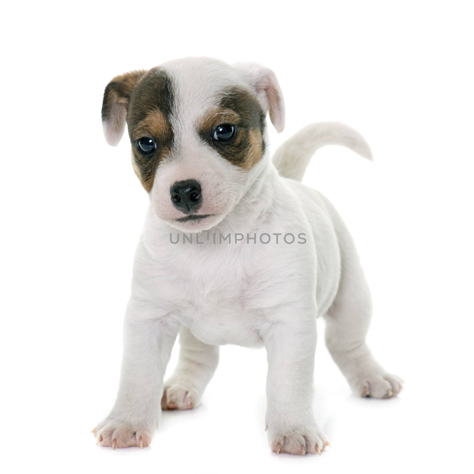 puppy jack russel terrier by cynoclub