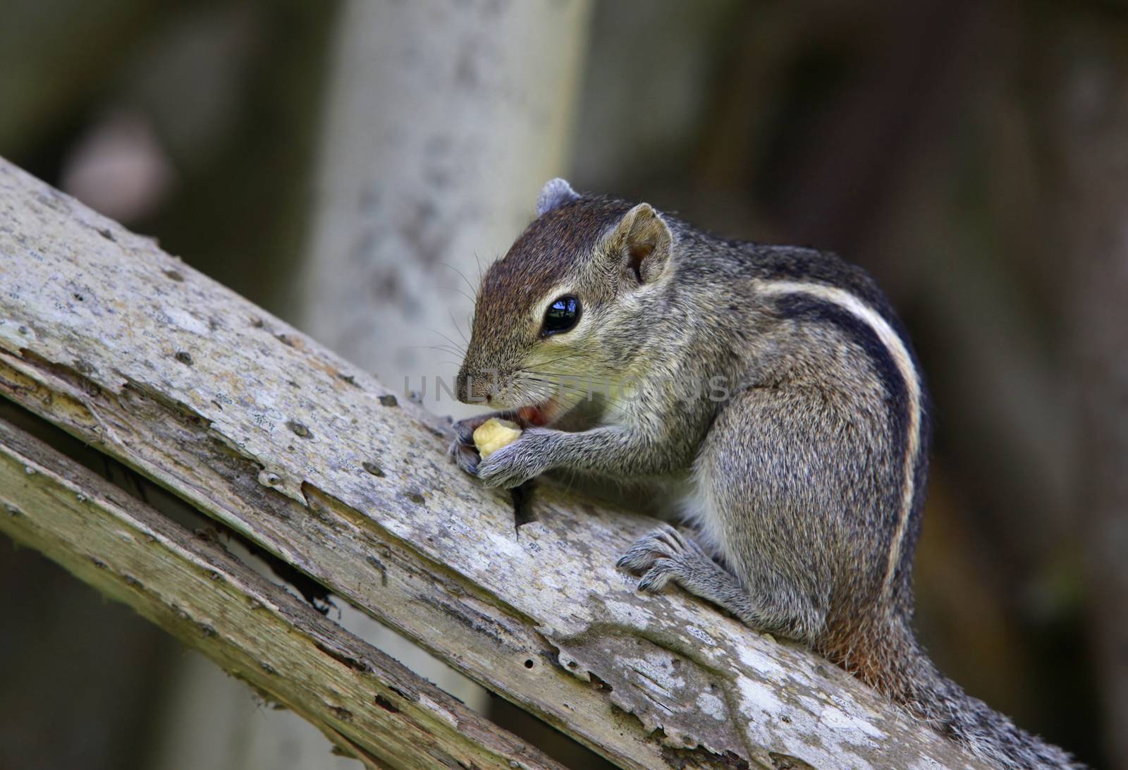 Squirrel eat fruit sitting on a tree. Sri lanka