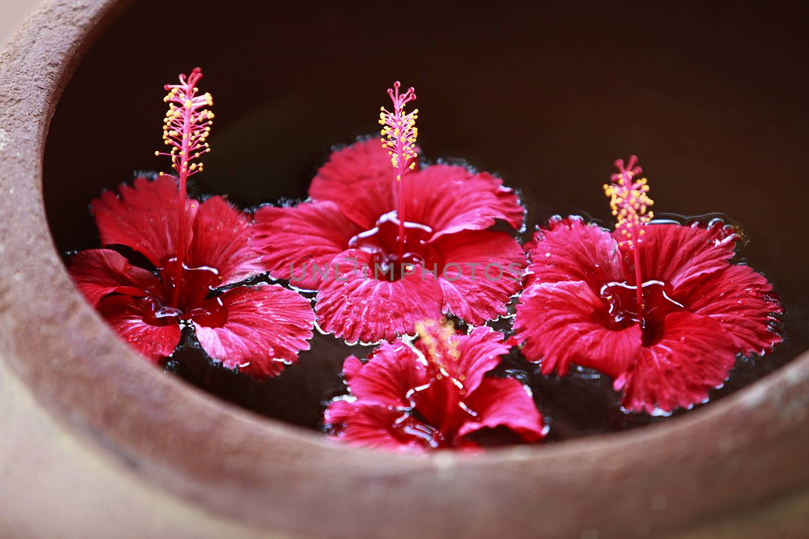 Hibiscus flower in water close-up