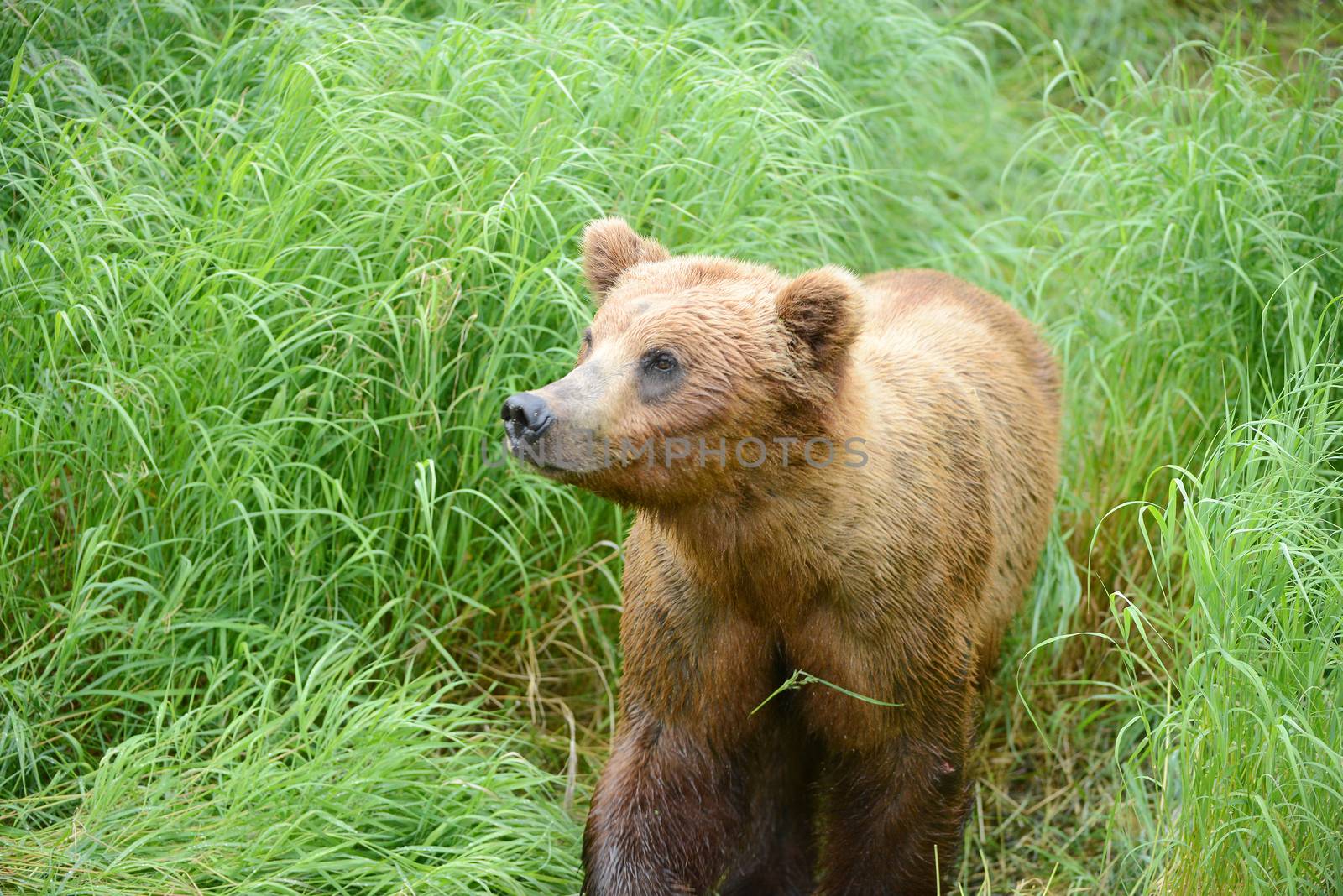 bear cubs and mother on a grass area on brooks river shore in katmai national park