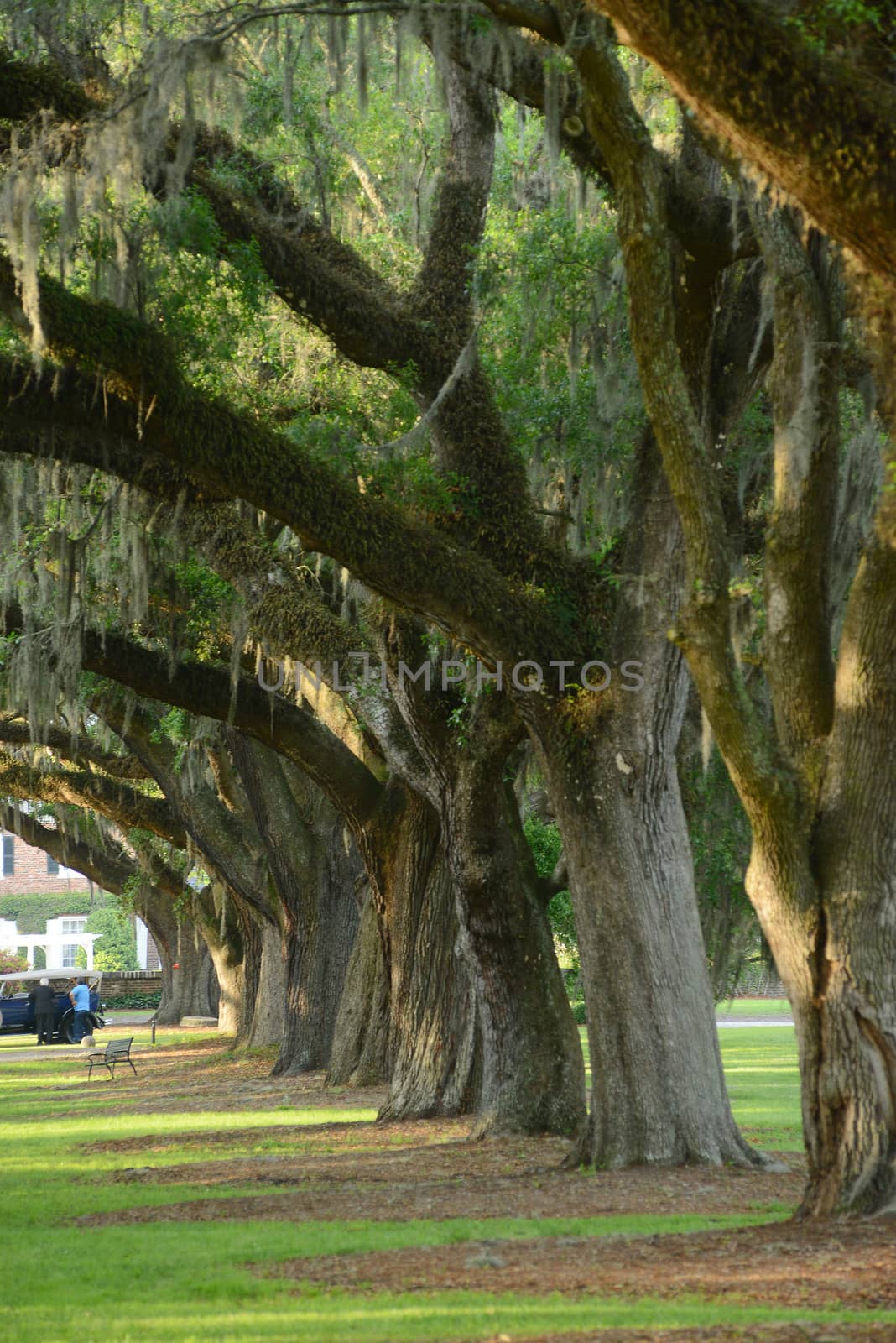 a row of old oak tree from a plantation near Charleston, south carolina