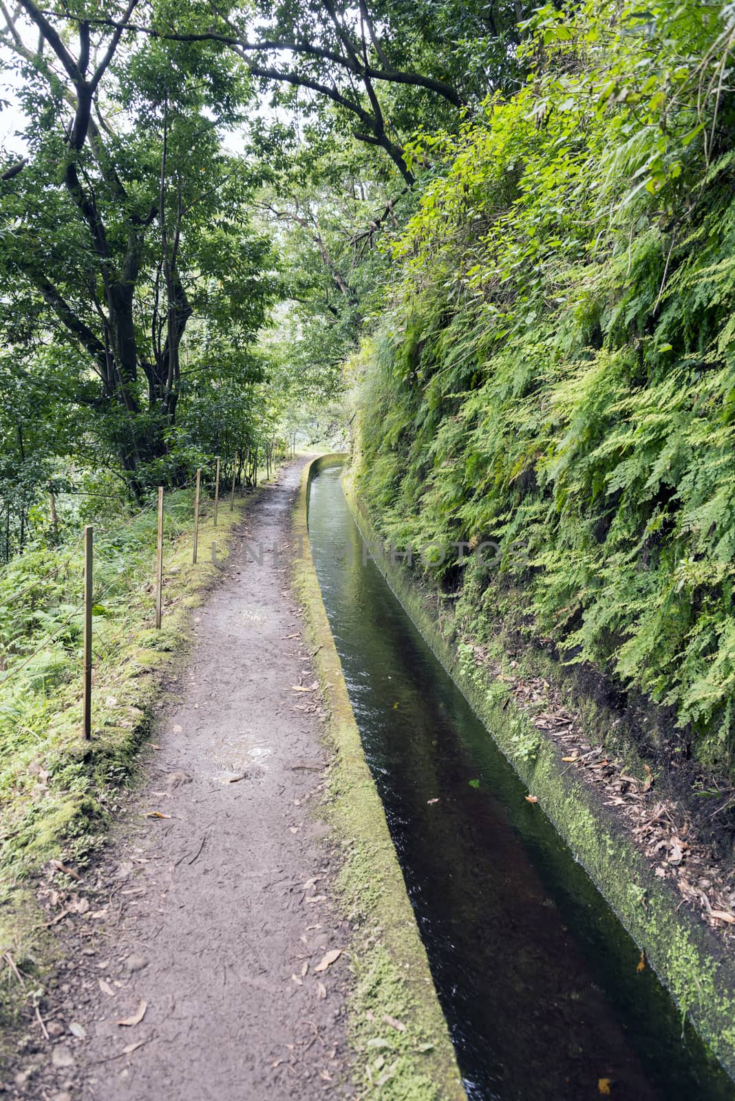 typical levade walking track  on the portugal island of Madeira, this is Lamaceiros Ribeira da Janala