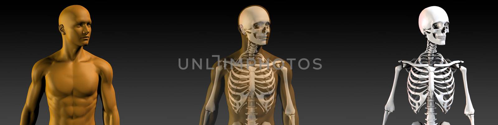 Transparent Human with Bone Structure in Movement
