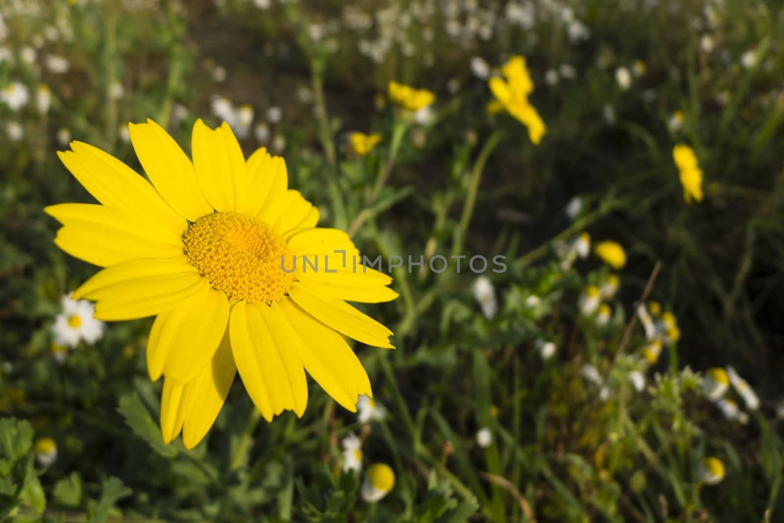 Yellow flowers in full bloom in Spring