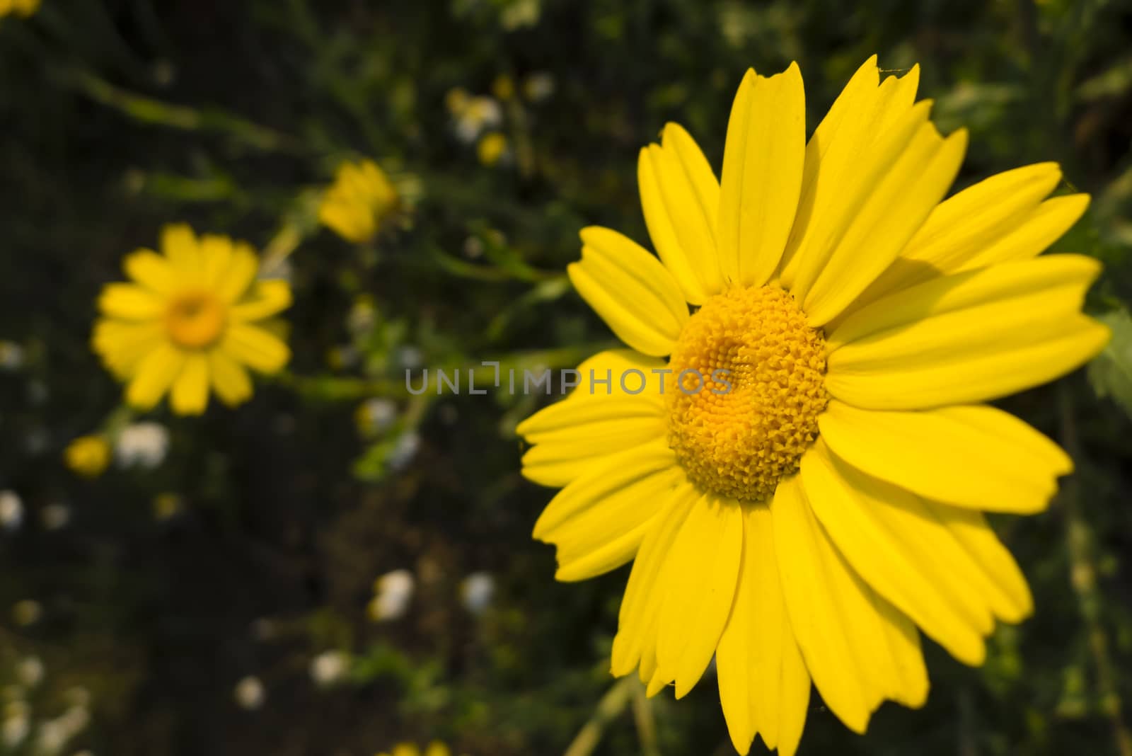 Yellow flowers in full bloom in Spring